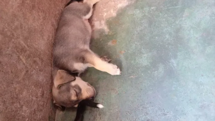 Cachorro ra a SRD-ViraLata idade 2 a 6 meses nome Sem nome 