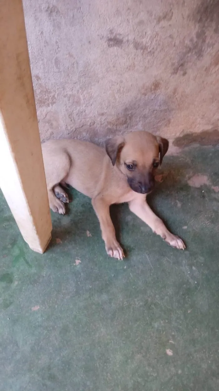 Cachorro ra a SRD-ViraLata idade 2 a 6 meses nome Sem nome 