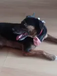 Fumaça