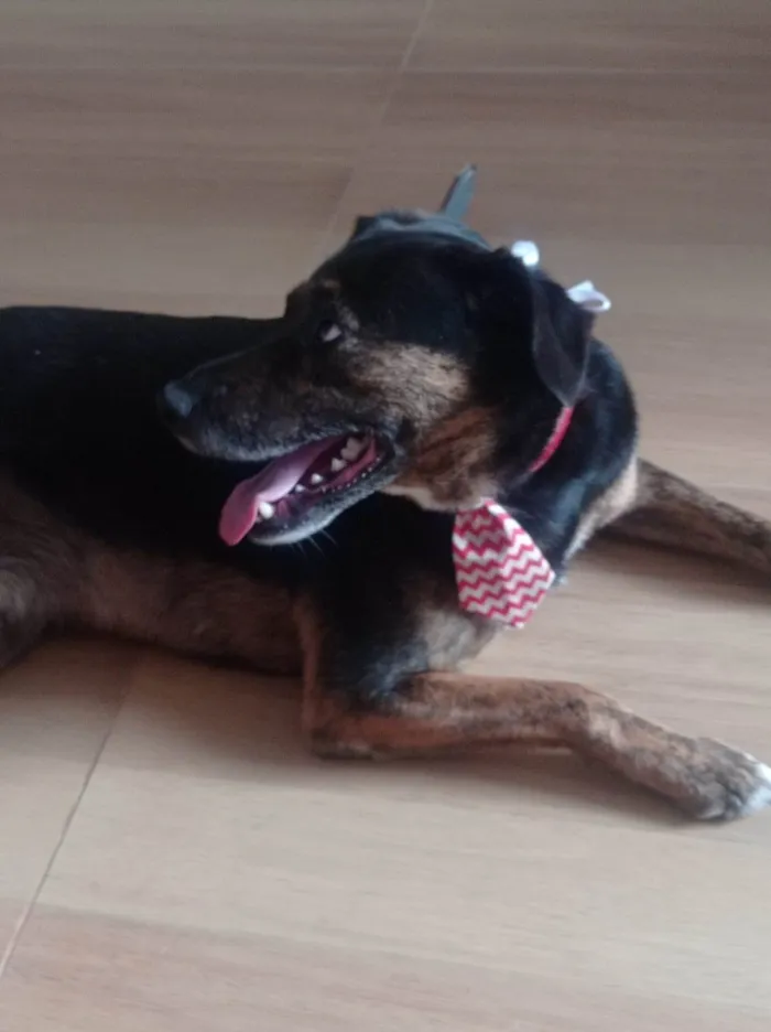 Cachorro ra a SRD-ViraLata idade 5 anos nome Fumaça