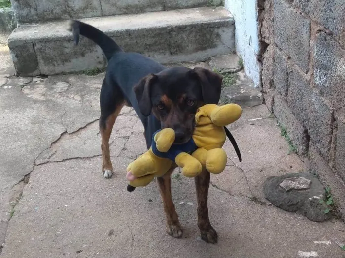 Cachorro ra a SRD-ViraLata idade 5 anos nome Fumaça