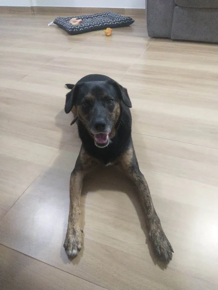 Cachorro ra a SRD-ViraLata idade 5 anos nome Fumaça