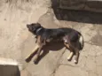 Fumaça
