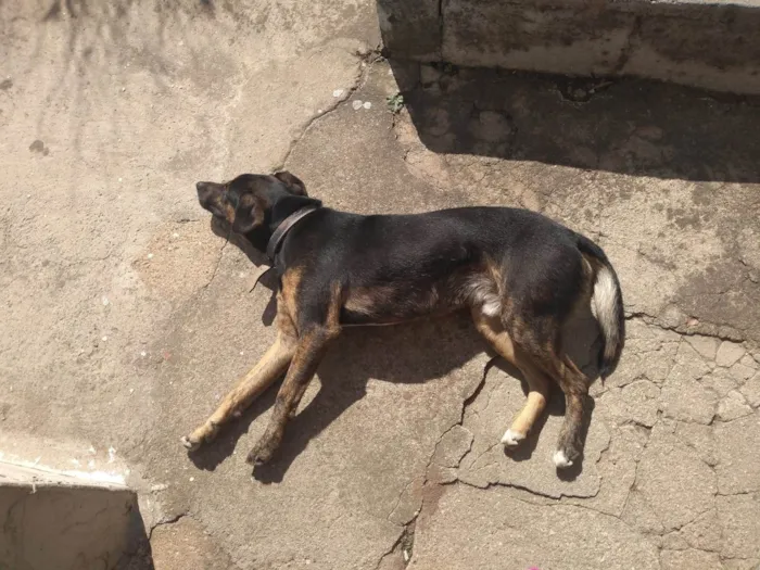 Cachorro ra a SRD-ViraLata idade 5 anos nome Fumaça