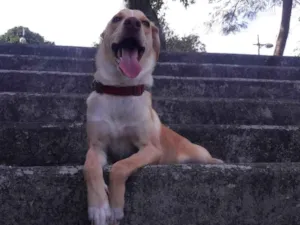 Cachorro raça biralata  idade 2 anos nome leo