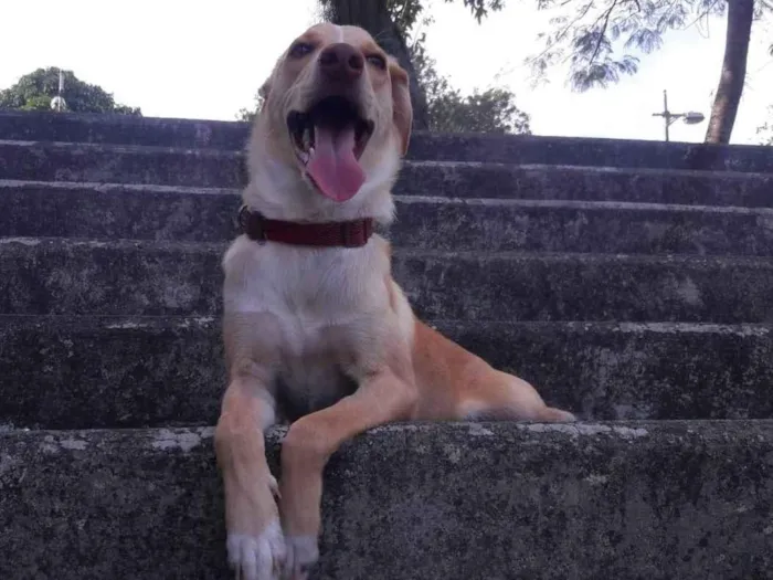 Cachorro ra a biralata  idade 2 anos nome leo