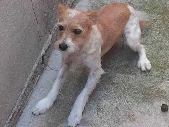 Cachorro ra a SRD-ViraLata idade  nome Pipoca