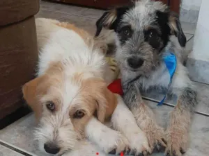 Cachorro raça Mistos idade 2 a 6 meses nome Tony & Bob