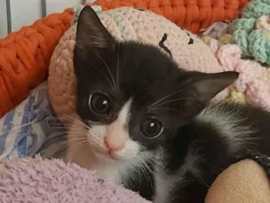 Gato raça srd frajolinha  idade 2 a 6 meses nome JOANA
