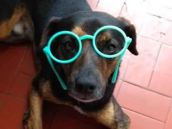 Cachorro ra a SRD-ViraLata idade 5 anos nome Fumaça