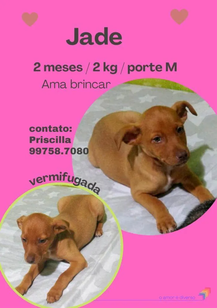 Cachorro raça SRD idade 2 a 6 meses nome Jade 