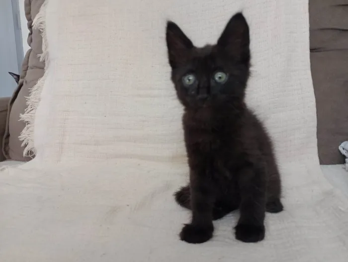 Gato raça SRD-ViraLata idade Abaixo de 2 meses nome Jade