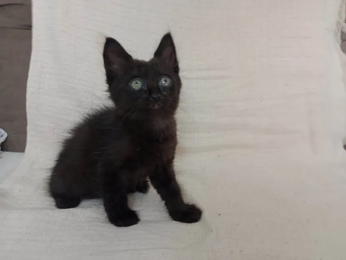 Gato raça SRD-ViraLata idade Abaixo de 2 meses nome Jade