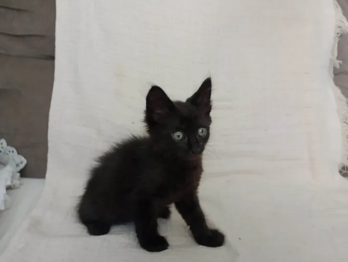 Gato raça SRD-ViraLata idade Abaixo de 2 meses nome Jade