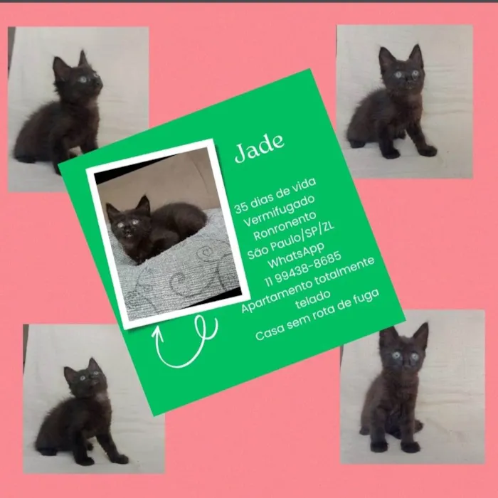 Gato raça SRD-ViraLata idade Abaixo de 2 meses nome Jade