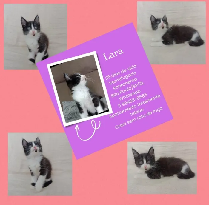 Gato raça SRD-ViraLata idade Abaixo de 2 meses nome Lara