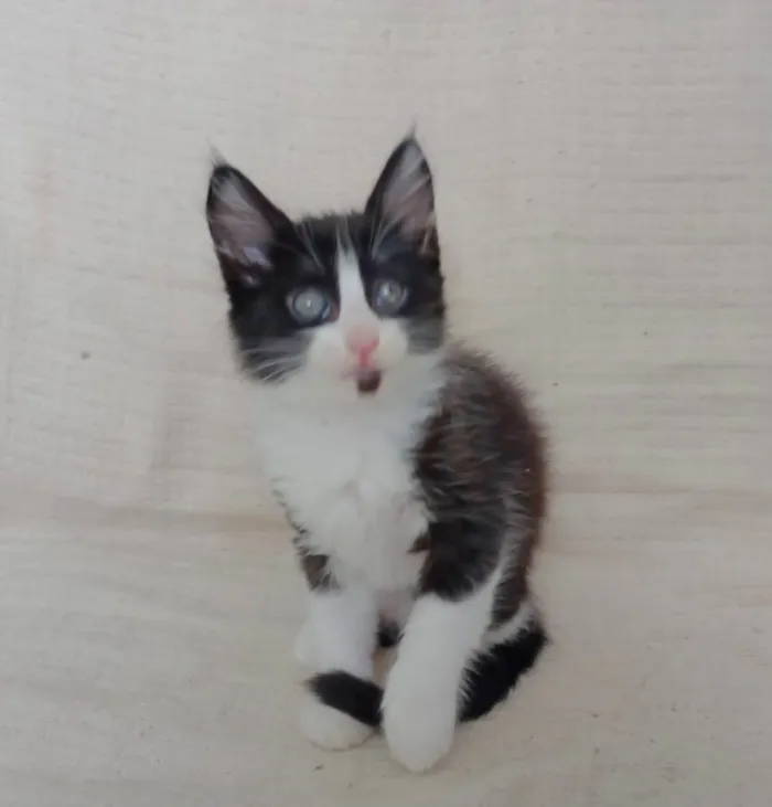 Gato raça SRD-ViraLata idade Abaixo de 2 meses nome Lara