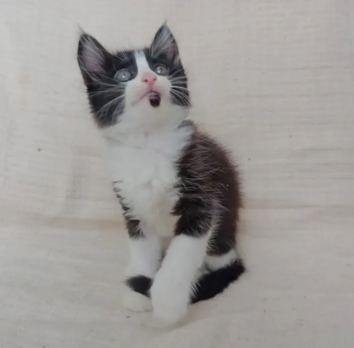 Gato raça SRD-ViraLata idade Abaixo de 2 meses nome Lara