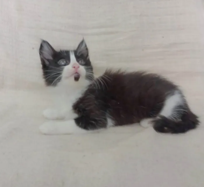 Gato raça SRD-ViraLata idade Abaixo de 2 meses nome Lara