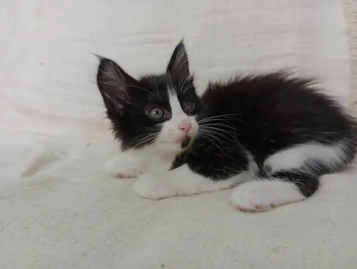 Gato raça SRD-ViraLata idade Abaixo de 2 meses nome Lara