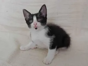 Gato raça SRD-ViraLata idade Abaixo de 2 meses nome Luna