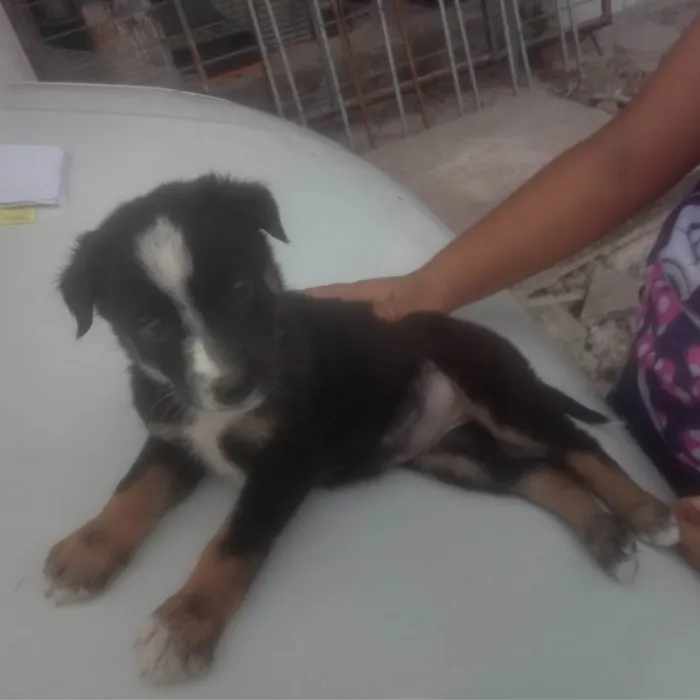 Cachorro ra a Pastor Alemão idade Abaixo de 2 meses nome Filhotes 