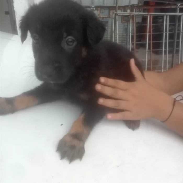 Cachorro ra a Pastor Alemão idade Abaixo de 2 meses nome Filhotes 