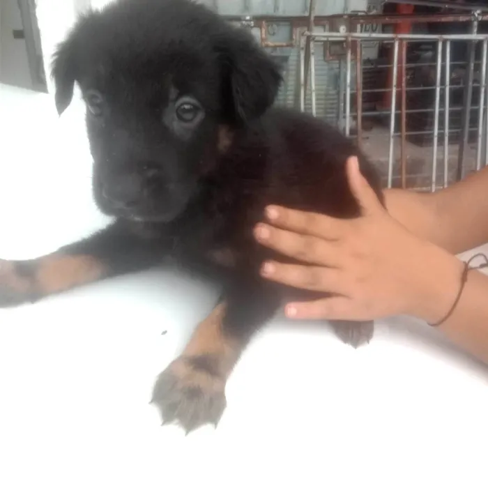 Cachorro ra a Pastor Alemão idade Abaixo de 2 meses nome Filhotes 