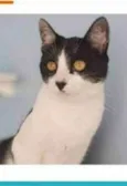MAGGIE