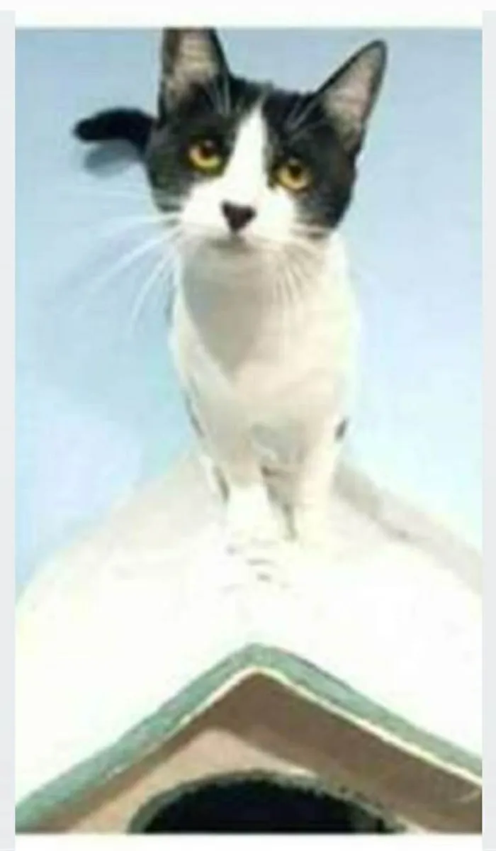 Gato ra a srd frajolinha  idade 1 ano nome MAGGIE 