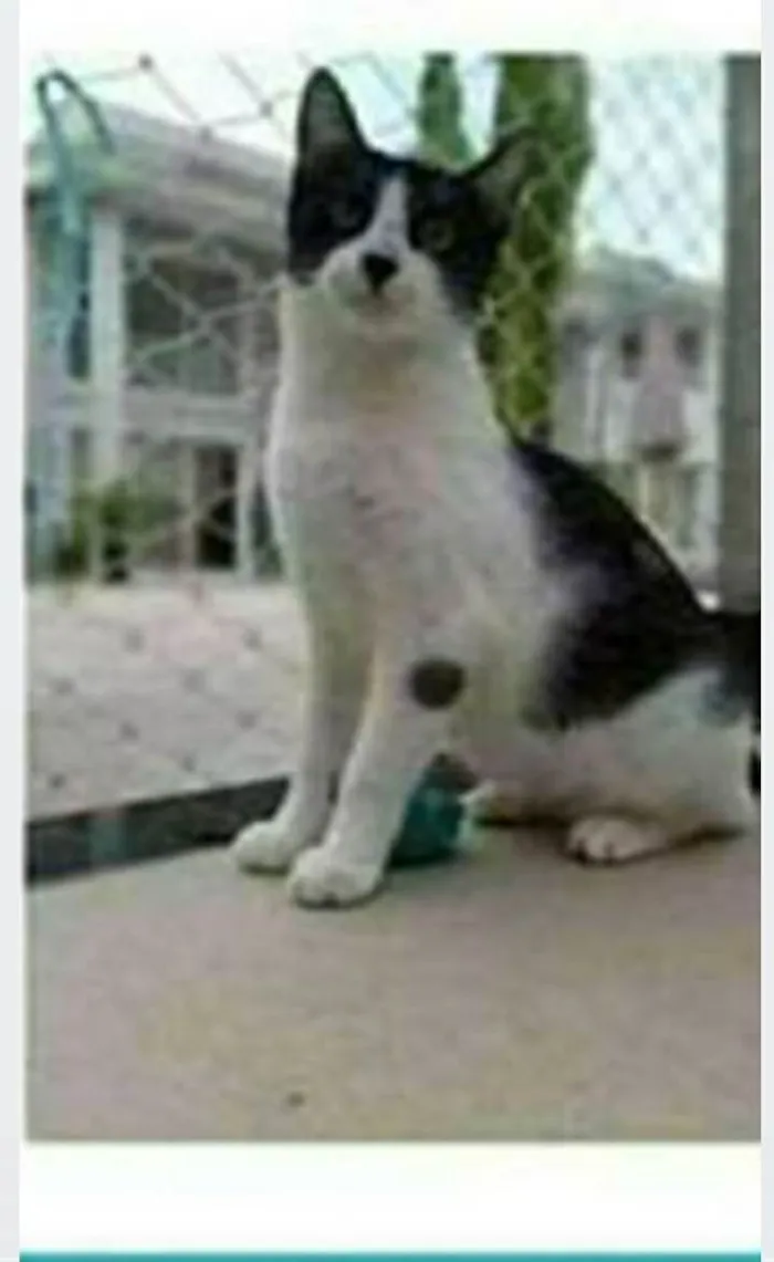 Gato ra a srd frajolinha  idade 1 ano nome MAGGIE 