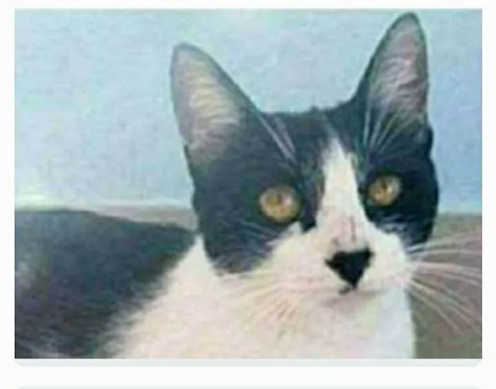 Gato ra a srd frajolinha  idade 1 ano nome MAGGIE 