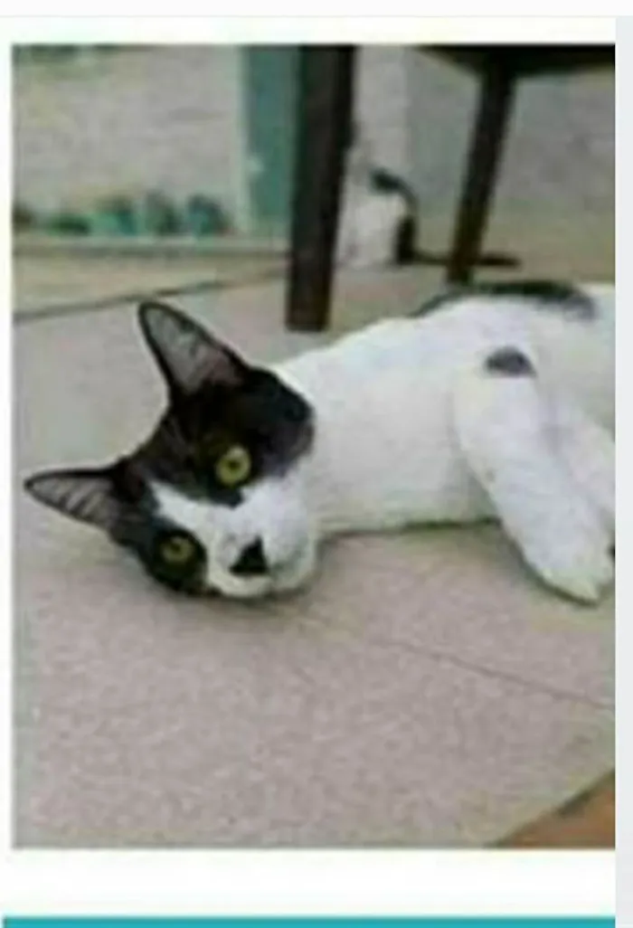 Gato ra a srd frajolinha  idade 1 ano nome MAGGIE 