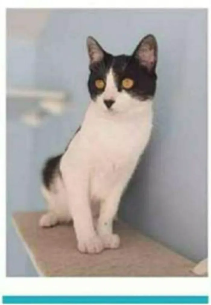 Gato ra a srd frajolinha  idade 1 ano nome MAGGIE 