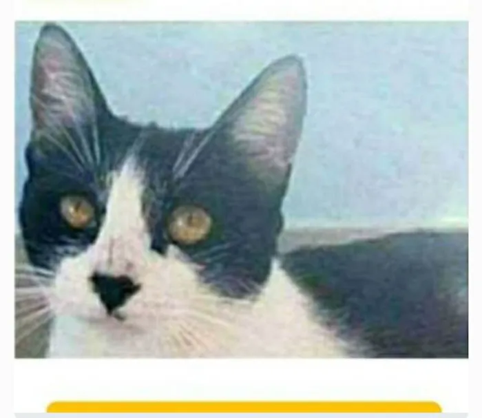 Gato ra a srd frajolinha  idade 1 ano nome MAGGIE 