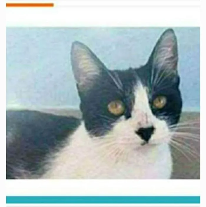 Gato ra a srd frajolinha  idade 1 ano nome MAGGIE 