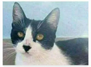 Gato raça srd frajolinha  idade 1 ano nome MAGGIE 
