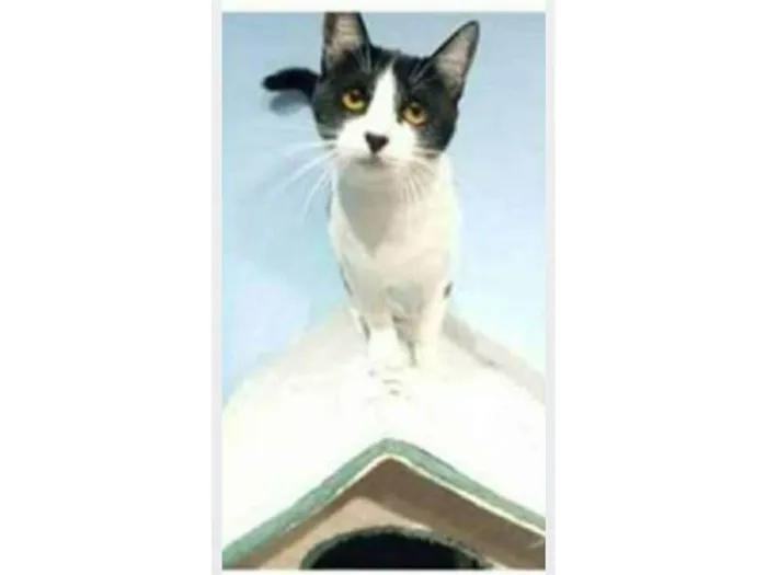 Gato ra a srd frajolinha  idade 1 ano nome MAGGIE 