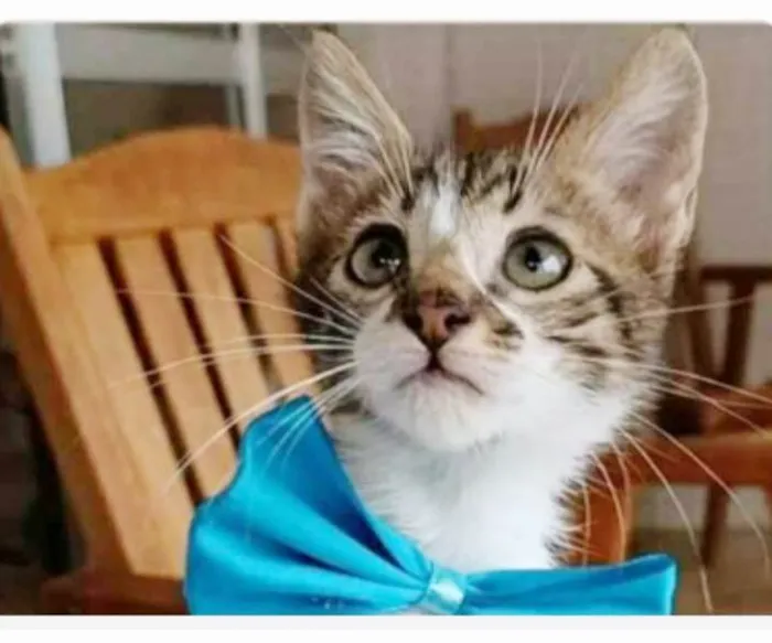 Gato ra a srd tigradinho idade 2 a 6 meses nome FÉLIX 