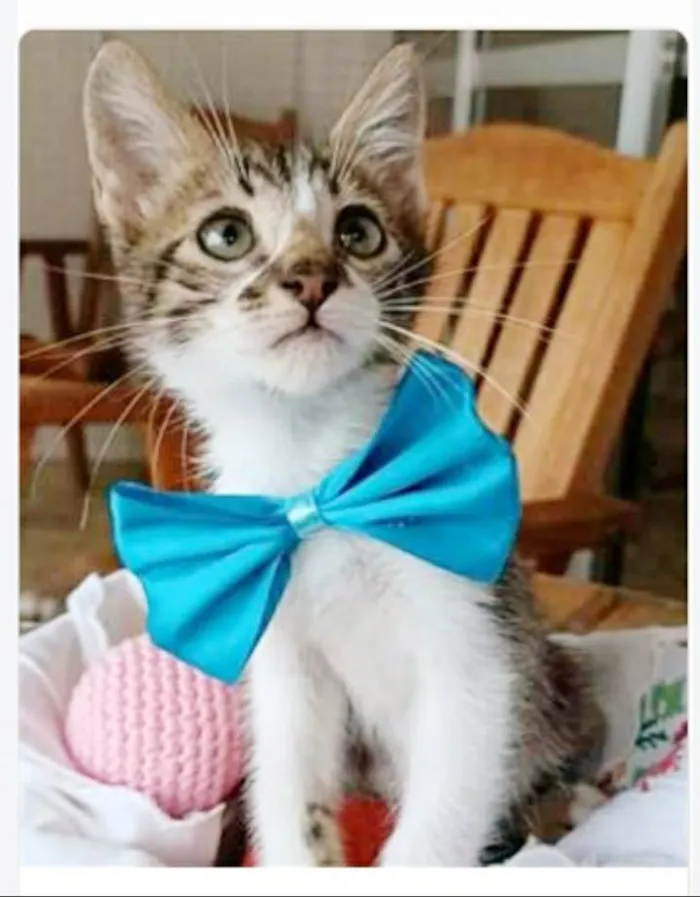 Gato ra a srd tigradinho idade 2 a 6 meses nome FÉLIX 