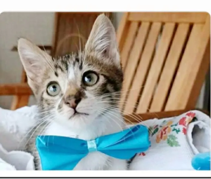 Gato ra a srd tigradinho idade 2 a 6 meses nome FÉLIX 