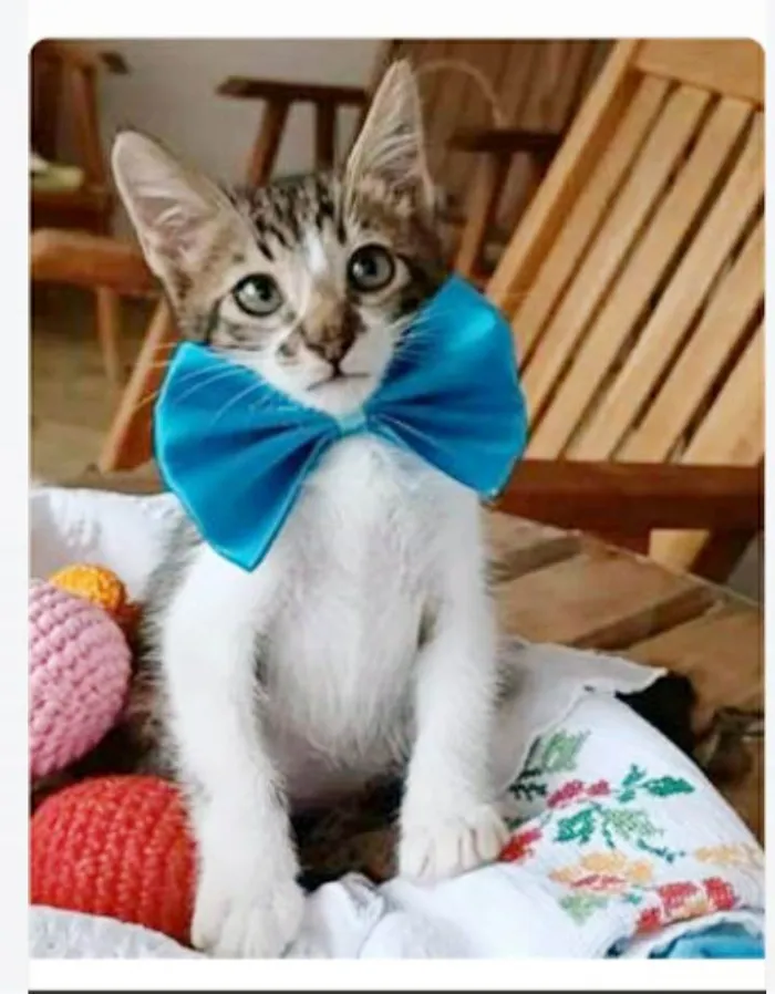 Gato ra a srd tigradinho idade 2 a 6 meses nome FÉLIX 