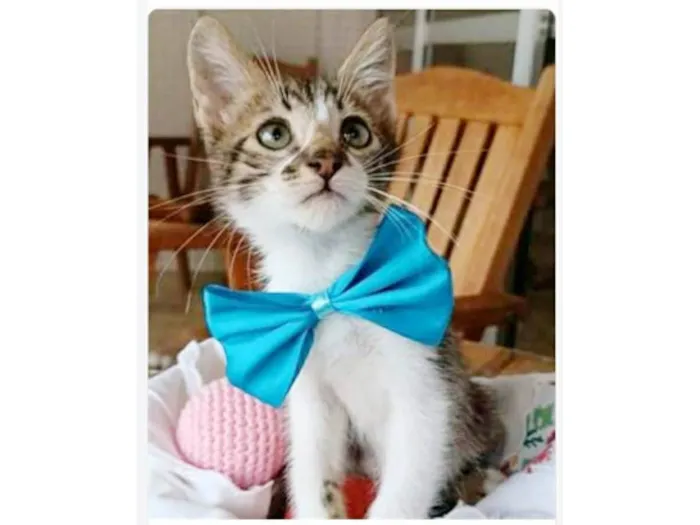 Gato ra a srd tigradinho idade 2 a 6 meses nome FÉLIX 