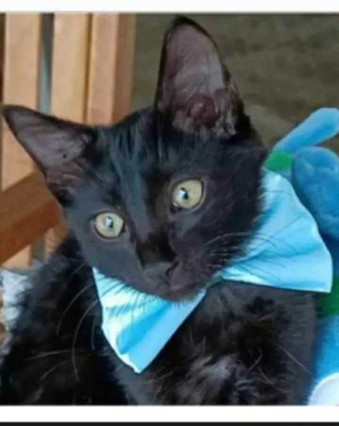 Gato ra a srd idade 2 a 6 meses nome ABEL