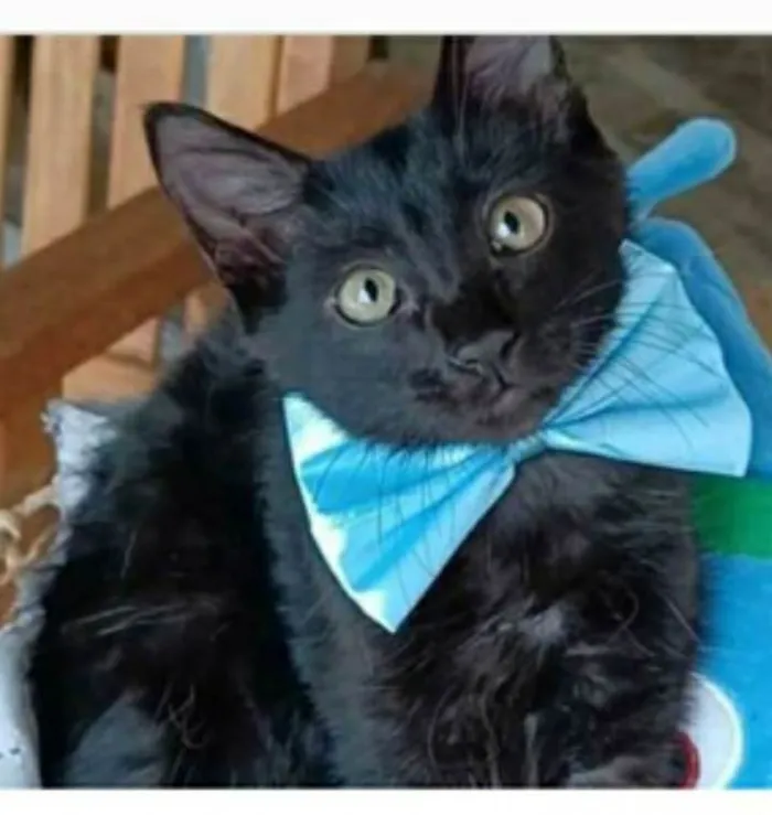 Gato ra a srd idade 2 a 6 meses nome ABEL