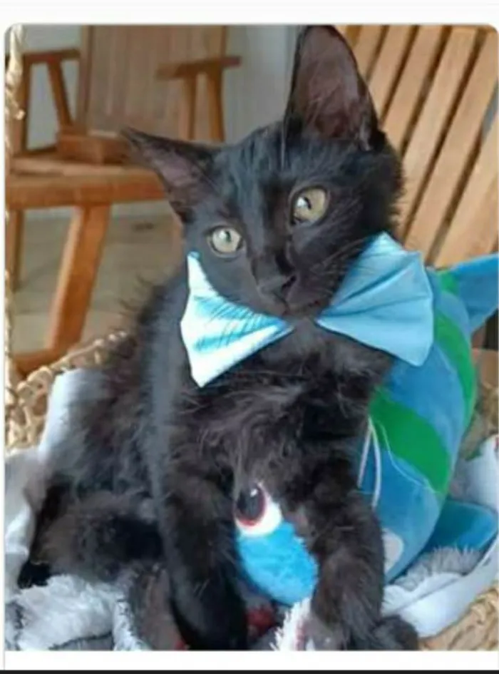 Gato ra a srd idade 2 a 6 meses nome ABEL