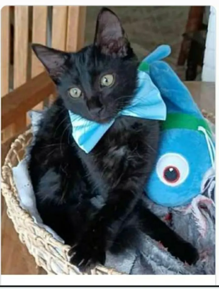Gato ra a srd idade 2 a 6 meses nome ABEL
