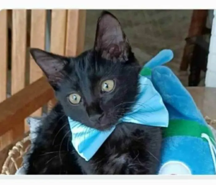 Gato ra a srd idade 2 a 6 meses nome ABEL