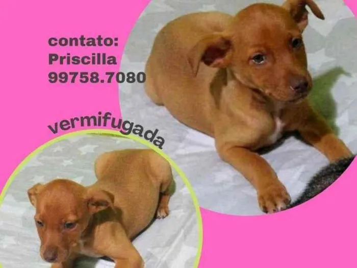 Cachorro raça SRD idade 2 a 6 meses nome Jade 