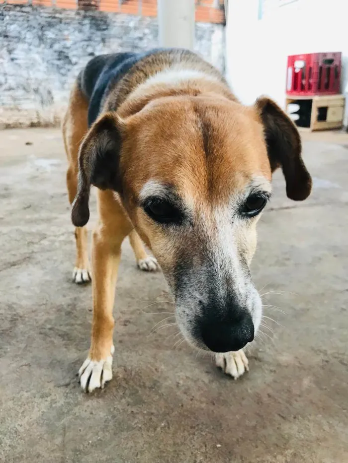 Cachorro ra a SRD-ViraLata idade 6 ou mais anos nome Pipoca